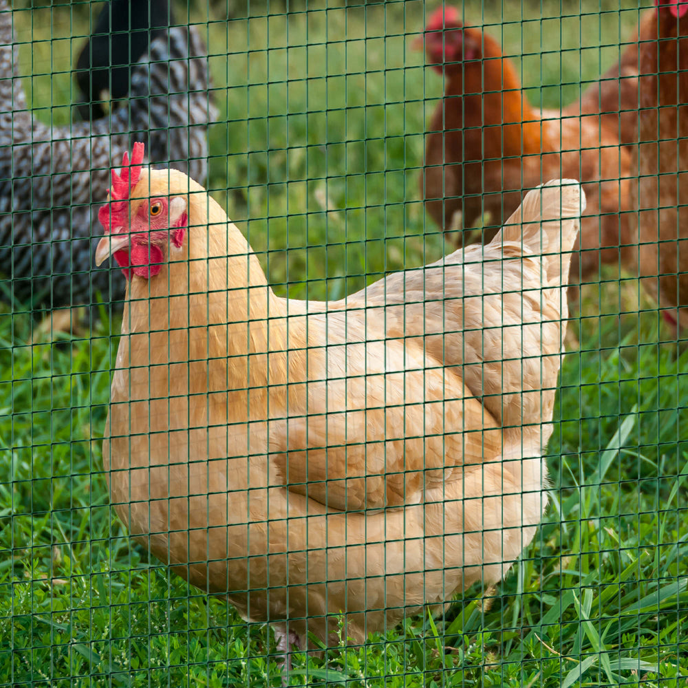 Chicken wire, dark green