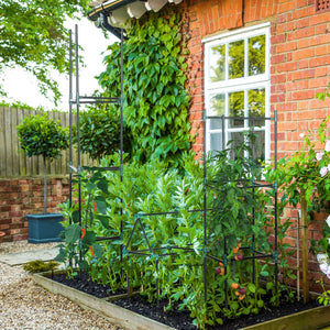 3 Pack 183cm Tomato Plant Supports for Climbing Vegetables, Flowers and Fruits, Dark Green